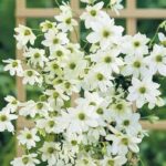 Клематис Эрли Сенсейшн