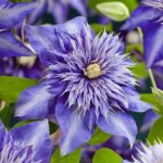 Клематис Multi blue