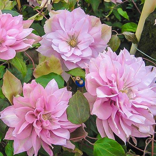 klematis-violet-elizabet_1 Клематис Виолет Элизабет — изображение 1