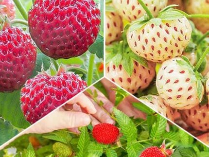 Комплект клубники и земляники Вкус лета из 3 сортов