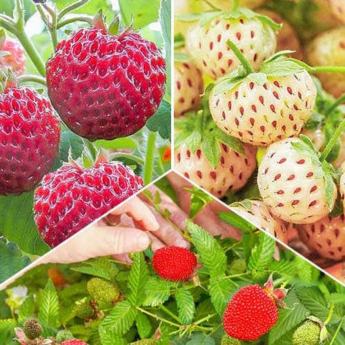 komplekt-klubniki-i-zemlyaniki-vkus-leta-iz-3-sortov_1 Комплект клубники и земляники Вкус лета из 3 сортов — изображение 1