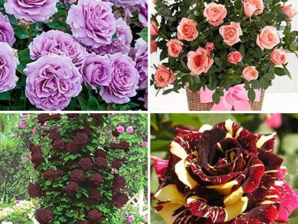 Комплект роз Экспрессия из 4 сортов