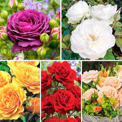 komplekt-roz-floribund-cvetnoy-miks-iz-5-sajencev_1 Комплект роз флорибунд Цветной микс из 5 саженцев — изображение 1