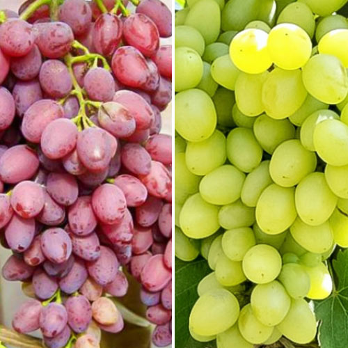 komplekt-vinograda-assorti-iz-2-sortov_1 Комплект винограда Ассорти из 2 сортов — изображение 1