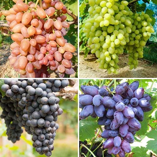 komplekt-vinograda-naturmort-iz-4-sortov_1 Комплект винограда Натюрморт из 4 сортов — изображение 1