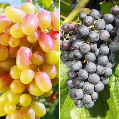 komplekt-vinograda-rozovoe-vino-iz-2-sortov_1 Комплект винограда Розовое вино из 2 сортов — изображение 1