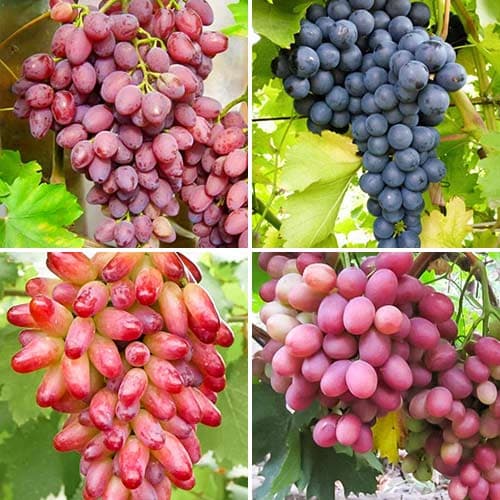 komplekt-vinograda-rubinovaya-loza-iz-4-sortov_1