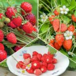 Комплект земляники мелкоплодной Мечта лакомки из 3 сортов