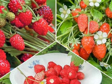 Комплект земляники мелкоплодной Мечта лакомки из 3 сортов
