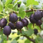 Крыжовник Африканец слабошиповатый