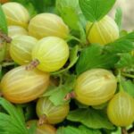 Крыжовник Алтайский слабошипный
