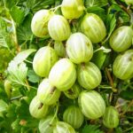 Крыжовник Хиннонмаки Вайт