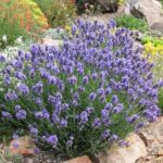 Лаванда узколистная Dwarf Blue