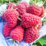 Малина крупноплодная Сенатор