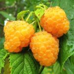 Малина ремонтантная Дабл Голд