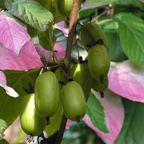 mini-kivi-aktinidiya-velikansha_1