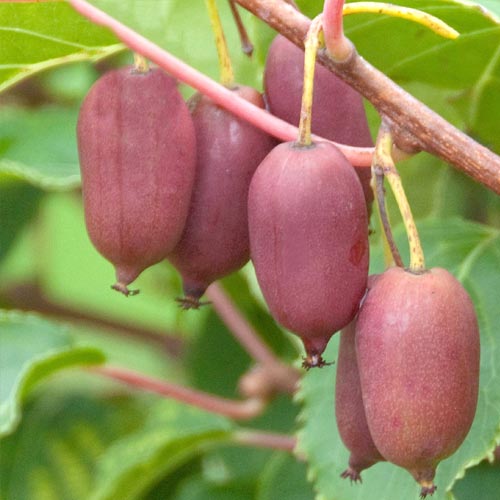 mini-kivi-hardi-red_1 Мини-киви (актинидия) Харди Ред — изображение 1