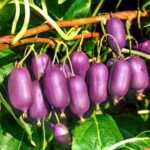 Мини-киви (актинидия) Кенс Ред