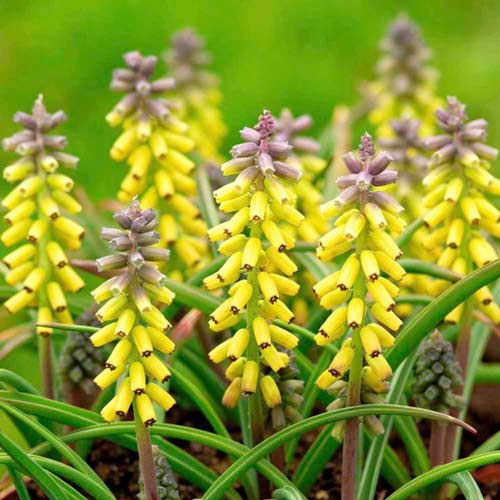 muskari-golden-fragrans_1 Мускари Голден Фрагранс — изображение 1