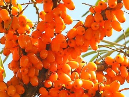 Облепиха Пламенная