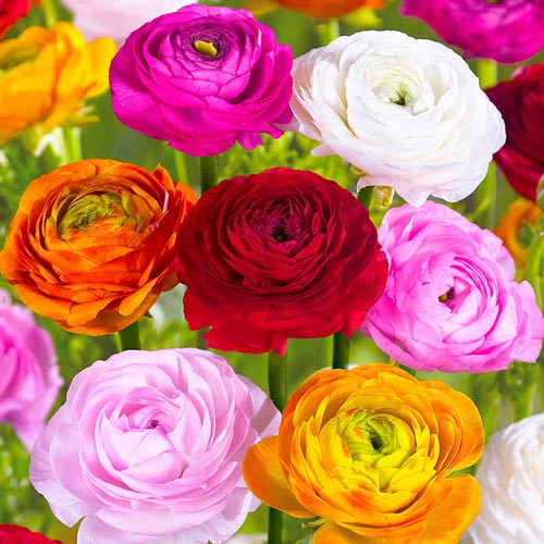 ranunculus-mixed-double_1 Ранункулюс, микс — изображение 1
