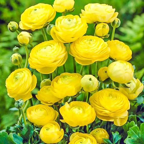 ranunkulus-lutik-jeltyy_1 Ранункулюс (лютик) Йеллоу — изображение 1
