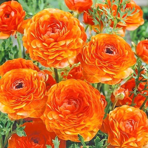 ranunkulus-lutik-oranjevyy_1 Ранункулюс (лютик) Оранж — изображение 1