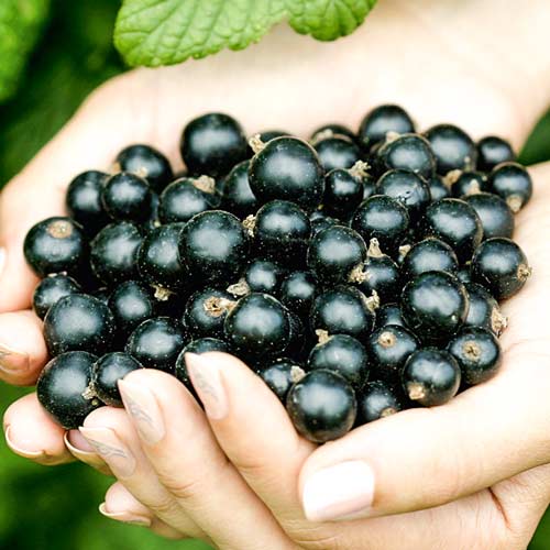 ribes-nigrum-ruben_1 Смородина черная Рубен — изображение 1