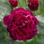 Роза английская Фальстаф (Falstaff)