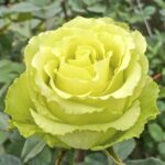 Роза чайно-гибридная Доллар, C2