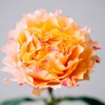 Роза чайно-гибридная Кампанелла Пич (Campanella Peach)
