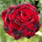 Роза чайно-гибридная Лавли Ред (Lovely Red)