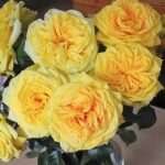 Роза чайно-гибридная Лемон Помпон (Lemon Pompon)