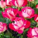 Роза чайно-гибридная Роз Гожар (Rose Gaujard)