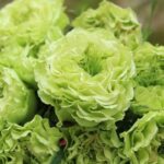 Роза чайно-гибридная Супер Грин (Super Green)