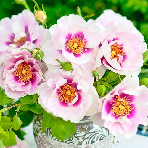 roza-floribunda-ays-fo-u_1
