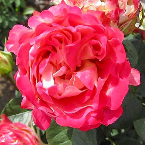 roza-floribunda-blic-raffls_1