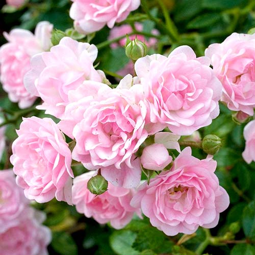 roza-floribunda-bottichelli_1