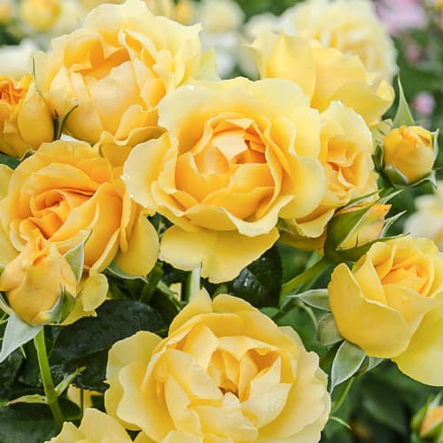 roza-floribunda-djuliya-chayld_1 Роза флорибунда Джулия Чайлд (Julia Child) — изображение 1