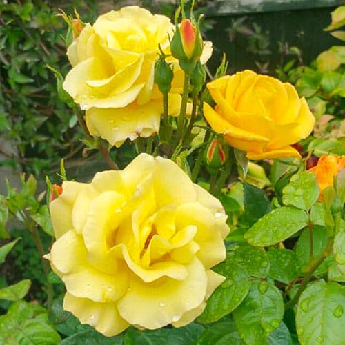 roza-floribunda-garden-princess_1 Роза флорибунда Гарден Принцесс — изображение 1