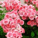 Роза флорибунда Кимоно — изображение 2