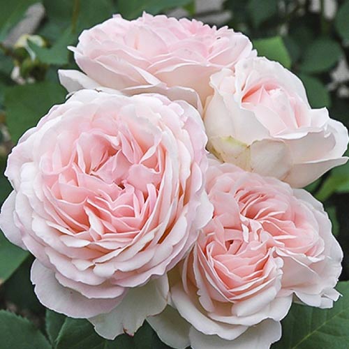 roza-floribunda-kler-rouz_1