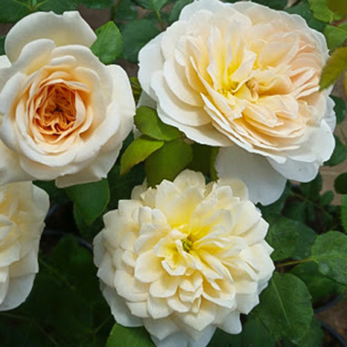 roza-floribunda-kosmos_1