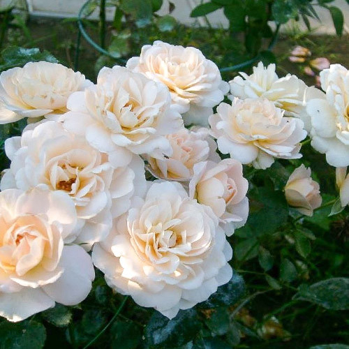 roza-floribunda-kristal-palas_1 Роза флорибунда Кристал Палас — изображение 1