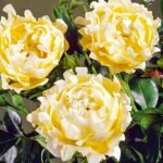 Роза флорибунда Квин Раффлс (Ruffles Queen)