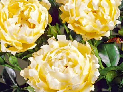 Роза флорибунда Квин Раффлс (Ruffles Queen)