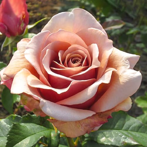 roza-floribunda-mokaroza_1 Роза флорибунда Мокароза (Rosa Mokarosa) — изображение 1