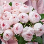 Роза флорибунда Пиони Пинк (Peony Pink)