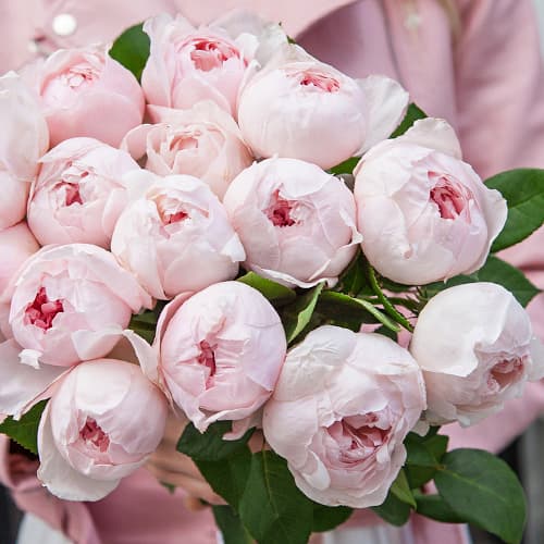 roza-floribunda-pioni-pink_1 Роза флорибунда Пиони Пинк (Peony Pink) — изображение 1