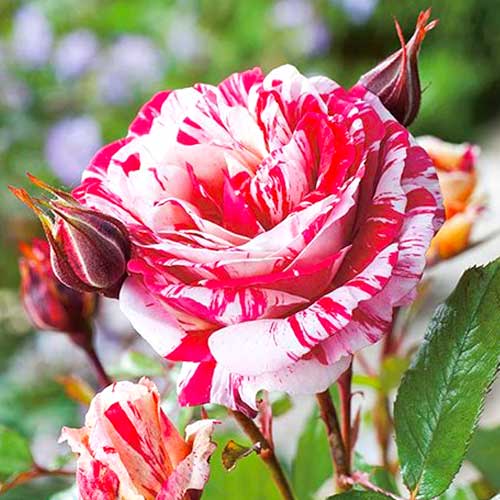 roza-floribunda-sentimental_1